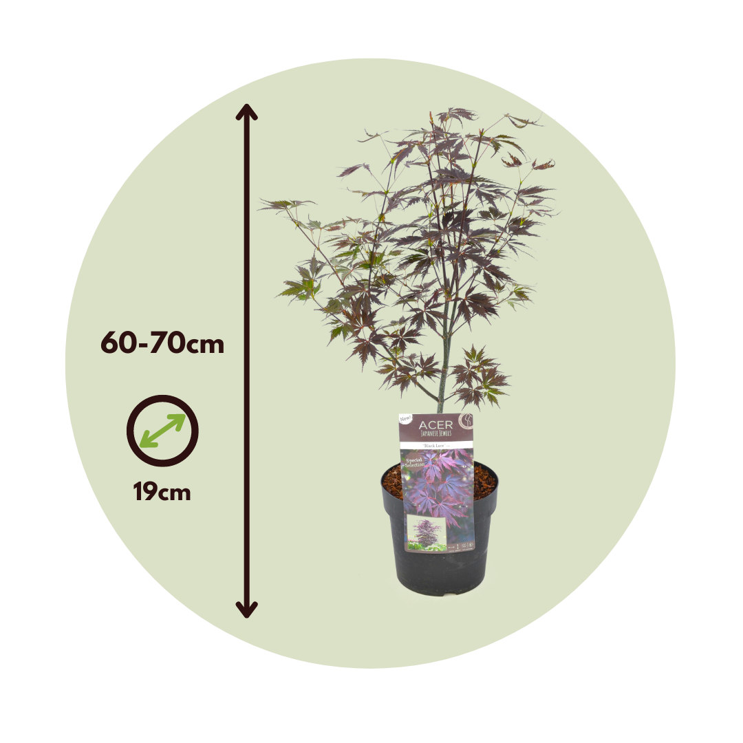 Japanese Maple - Acer Palmatum 'Black Lace' - Height 60-70cm - ⌀19cm | Set of 2 | Green