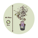 Japanese Maple - Acer Palmatum 'Black Lace' - Height 60-70cm - ⌀19cm | Set-of-2 | Green