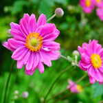 Anemone Hupehensis Japonica Pamina - 9cm pots | 1 x 9cm | Pink