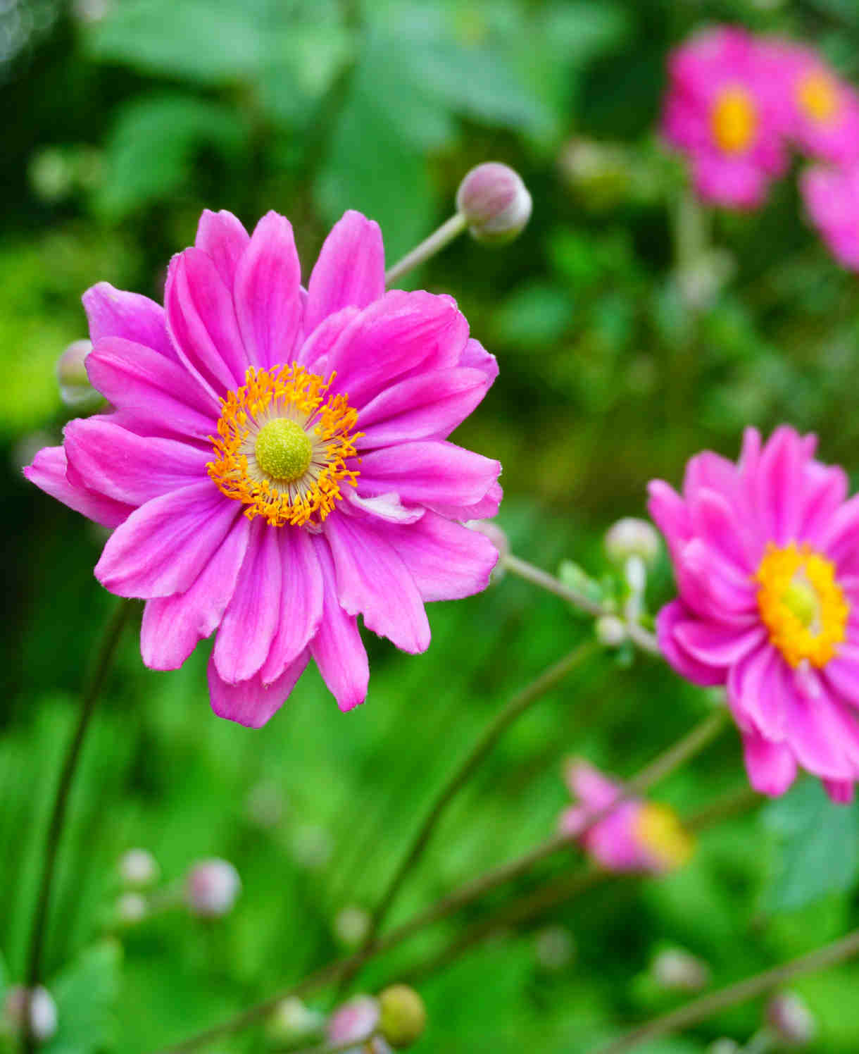 Anemone Hupehensis Japonica Pamina - 9cm pots | 1 x 9cm | Pink