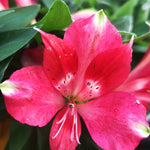 Perfect Alstroemeria Collection - Set Of 3 Compact Plants, Perfect For A Patio Display