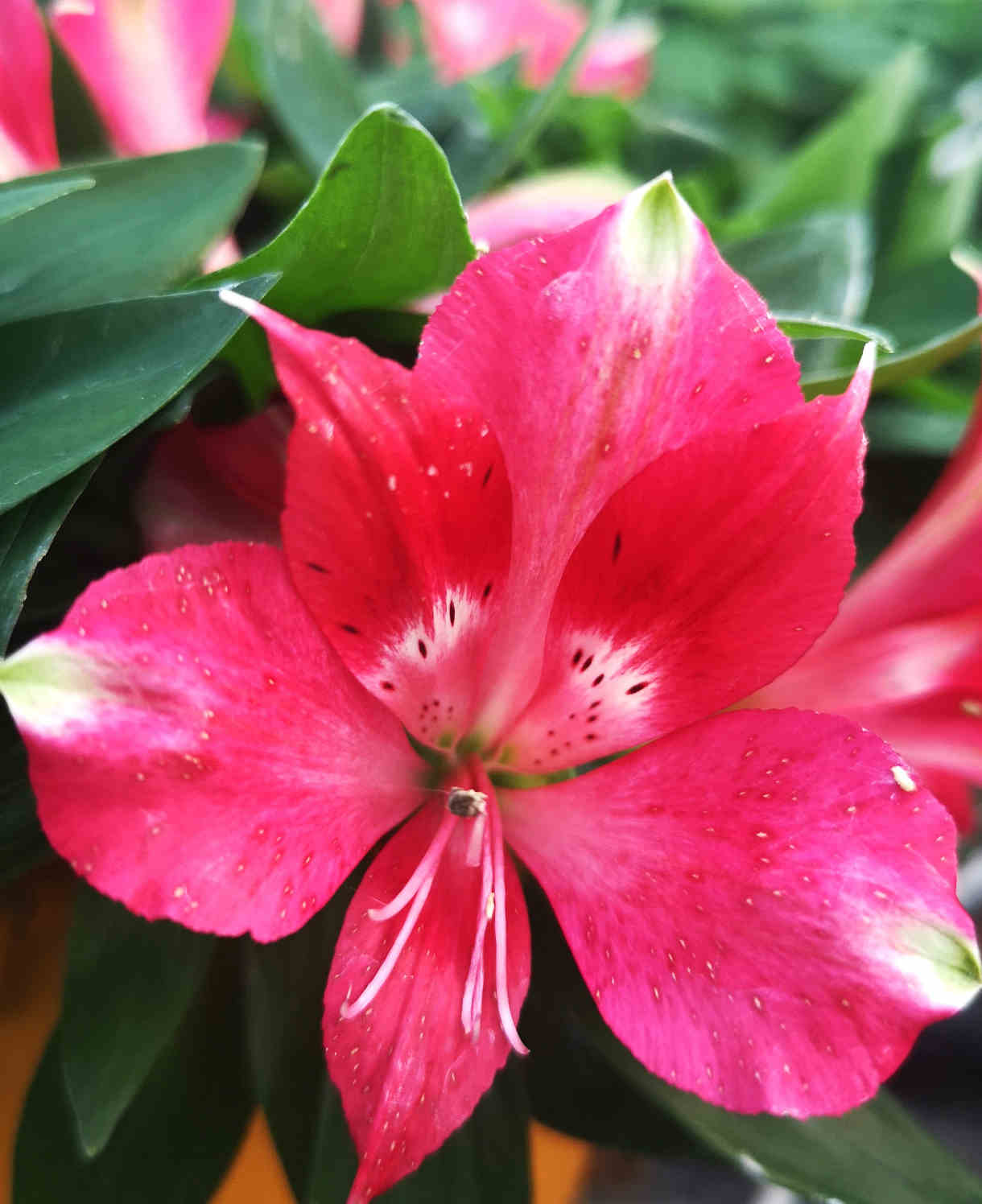 Perfect Alstroemeria Collection - Set Of 3 Compact Plants, Perfect For A Patio Display