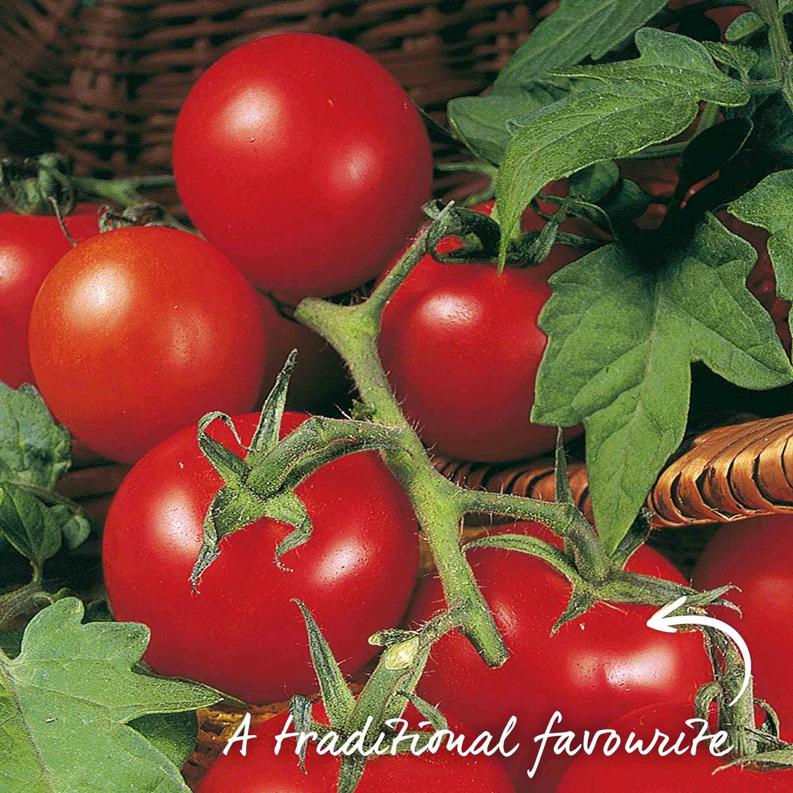 Ailsa Craig Tomato Seeds | Set of 50