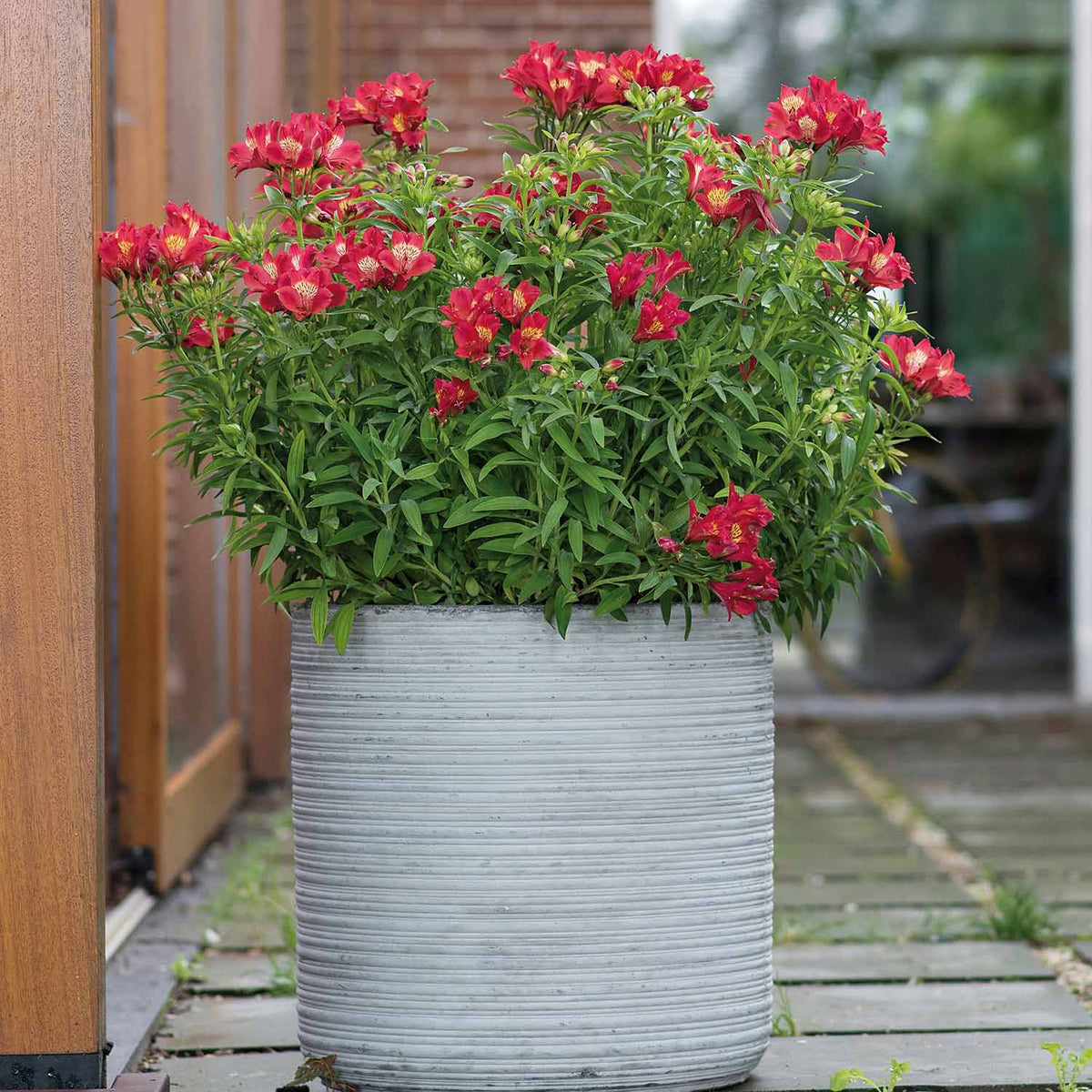 Alstroemeria 'summer Pepper' Compact Hardy Red Perennial Jumbo Plug Plants | Set of 6 | Red