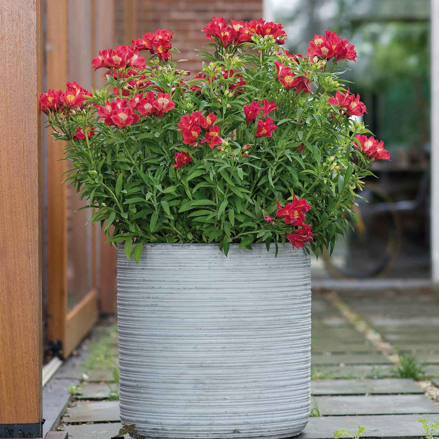 Alstroemeria 'summer Pepper' Compact Hardy Red Perennial Jumbo Plug Plants | Set-of-3 | Red