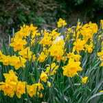 Daffodil Bulbs Mix 'yellow Shades' 100 Bulbs | 100 x Bulbs | Yellow