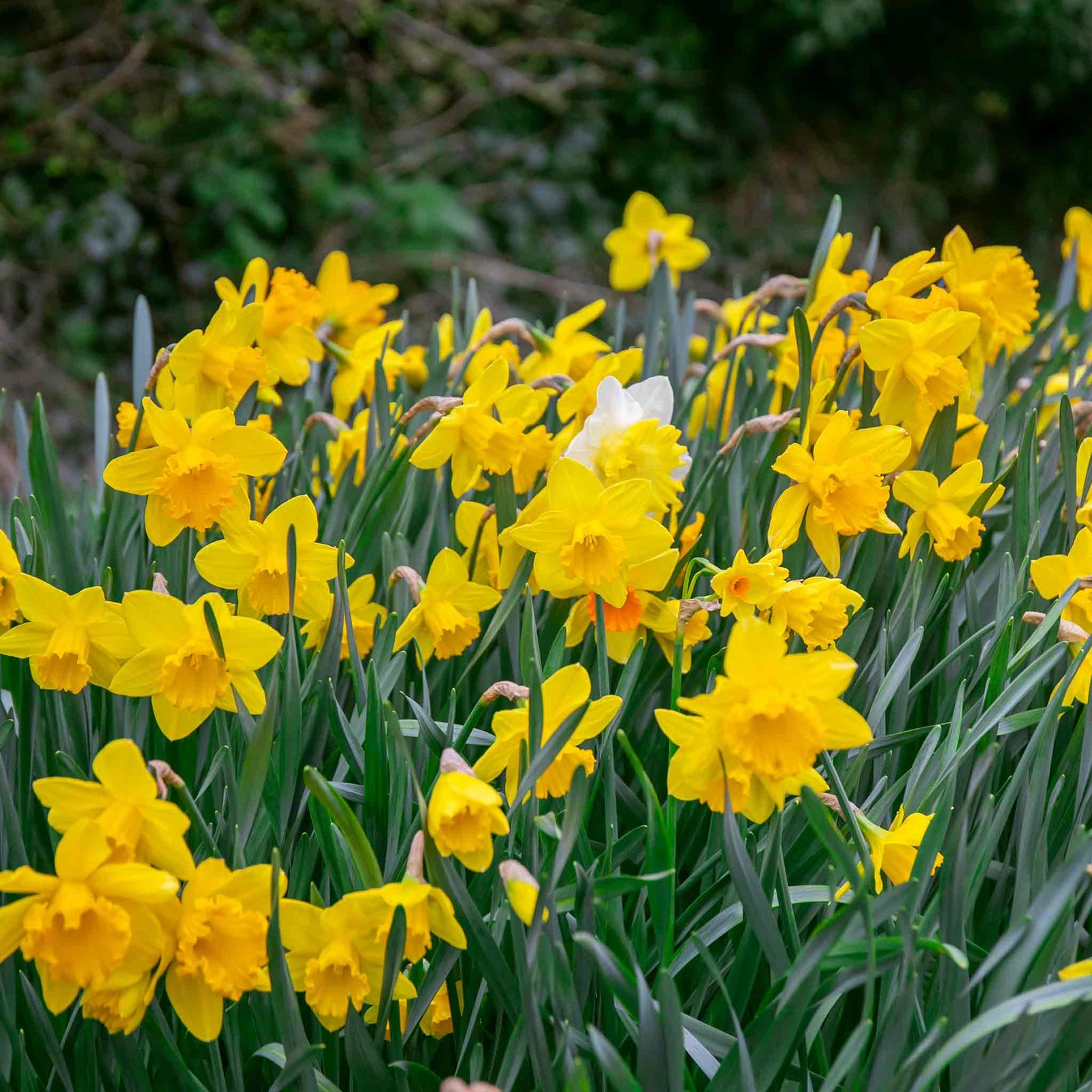 Daffodil Bulbs Mix 'yellow Shades' 100 Bulbs | 100 x Bulbs | Yellow