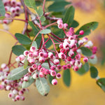 Mountain Ash 'pink Pagoda' (sorbus Hupehensis) | Set of 1