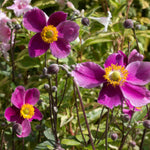 Anemone Hupehensis Var. Japonica 'splendens' - 9 cm pots | 5 x 9cm | Pink