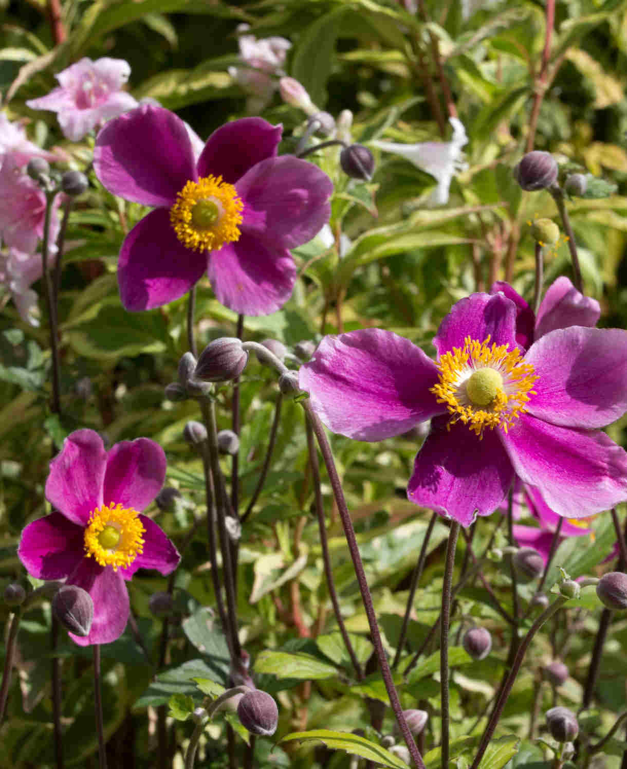 Anemone Hupehensis Var. Japonica 'splendens' - 9 cm pots | 5 x 9cm | Pink