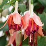 Hayloft ‘dazzling Fuchsia Double Collection’ - plug plants