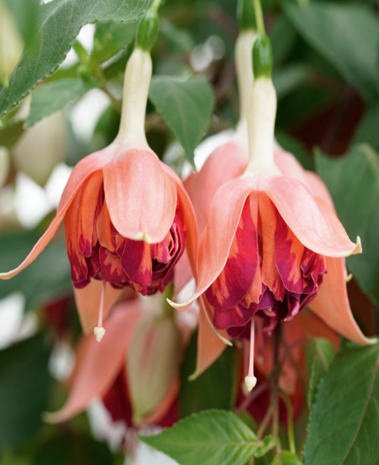 Hayloft ‘dazzling Fuchsia Double Collection’ - plug plants