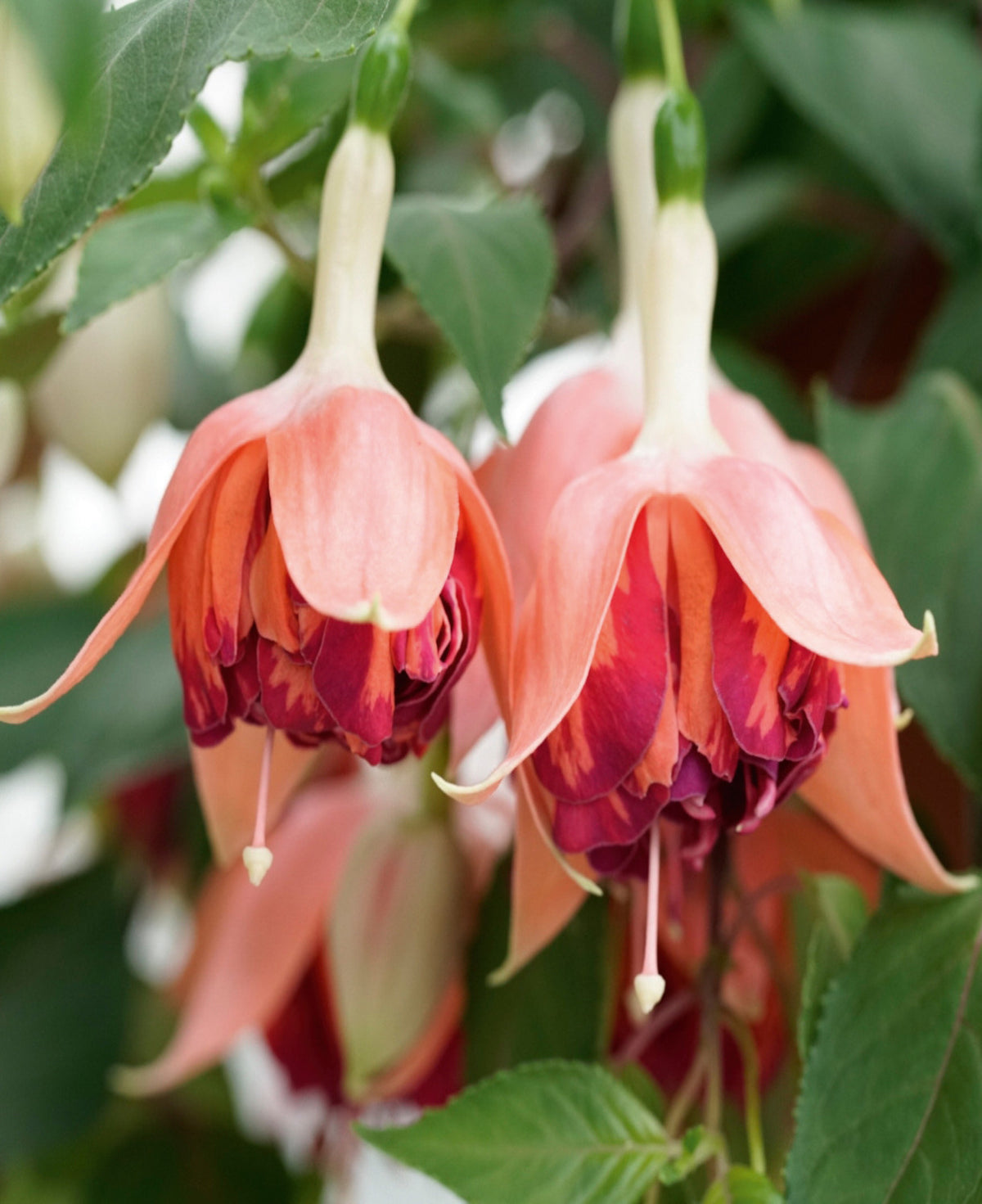 ‘dazzling Fuchsia Double Collection’ - plug plants | Set of 25 | Multi