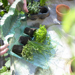 Hayloft Anagallis Monellii Skylover - Blur Pimpernell - 3 Young Plants