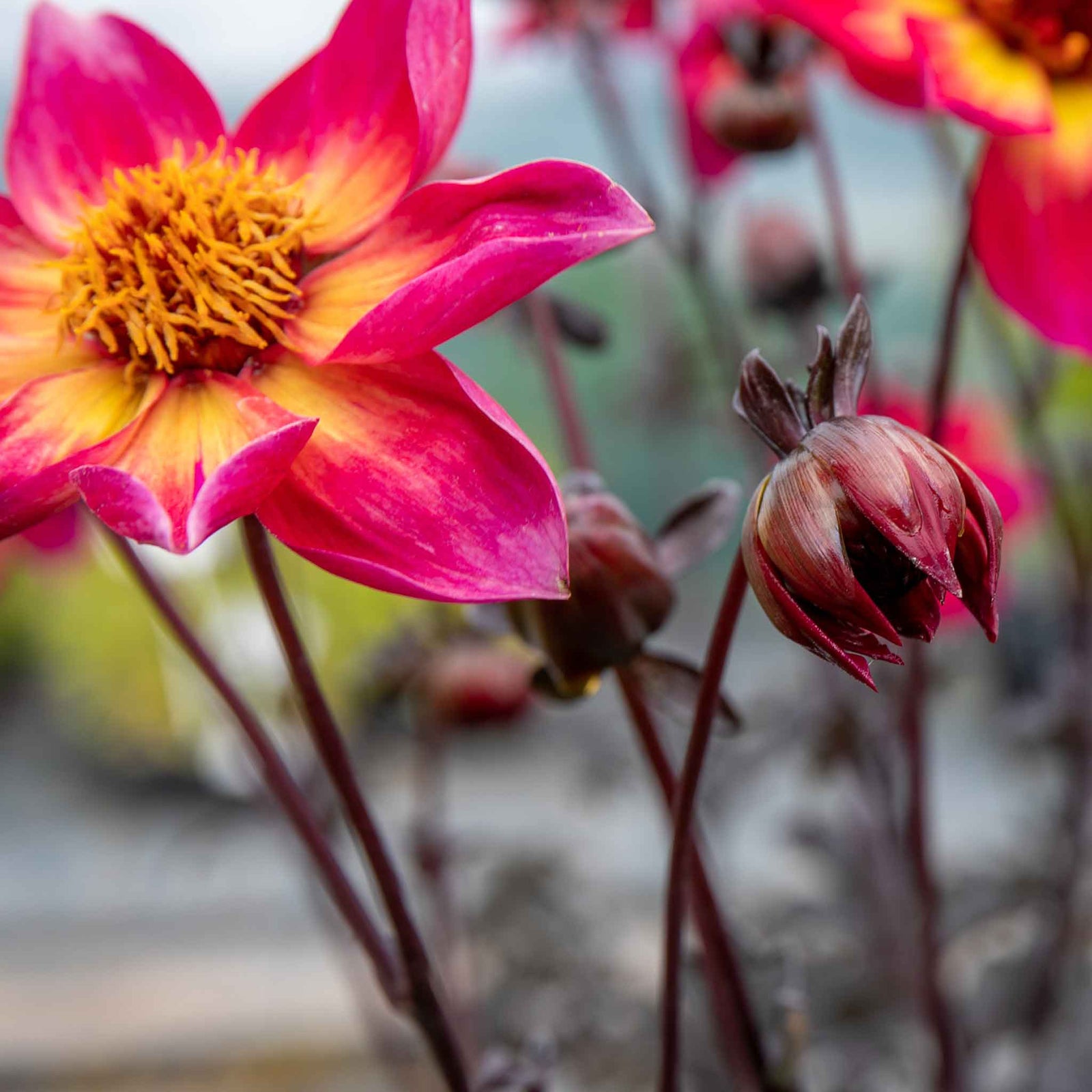 Dahlia 'mystic Sparkler' - Compact Patio Perennial | 6 x Jumbo Plugs