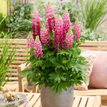 Lupinus Lupinova ‘cutie’ - 9cm pots | 1 x 9cm | Pink