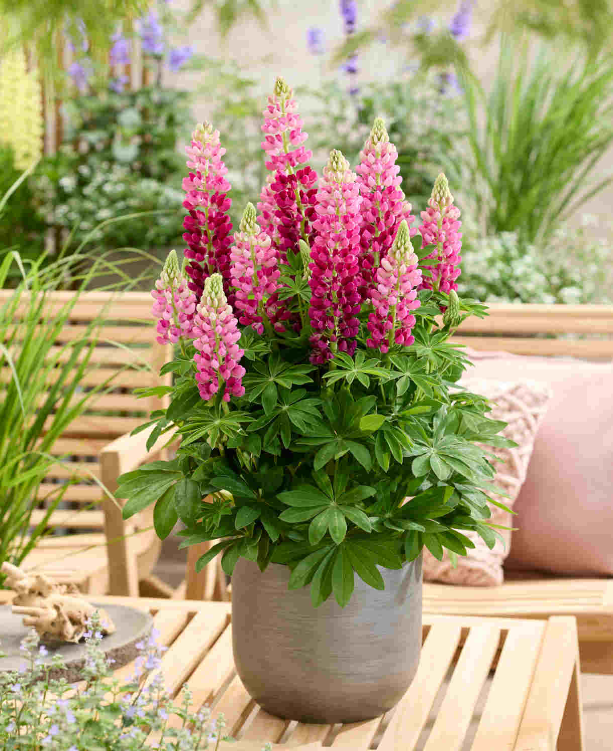 Lupinus Lupinova ‘cutie’ - 9cm pots | 1 x 9cm | Pink