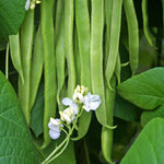 Stardust Runner Beans | 12 x Pro Grower Plugs | Green