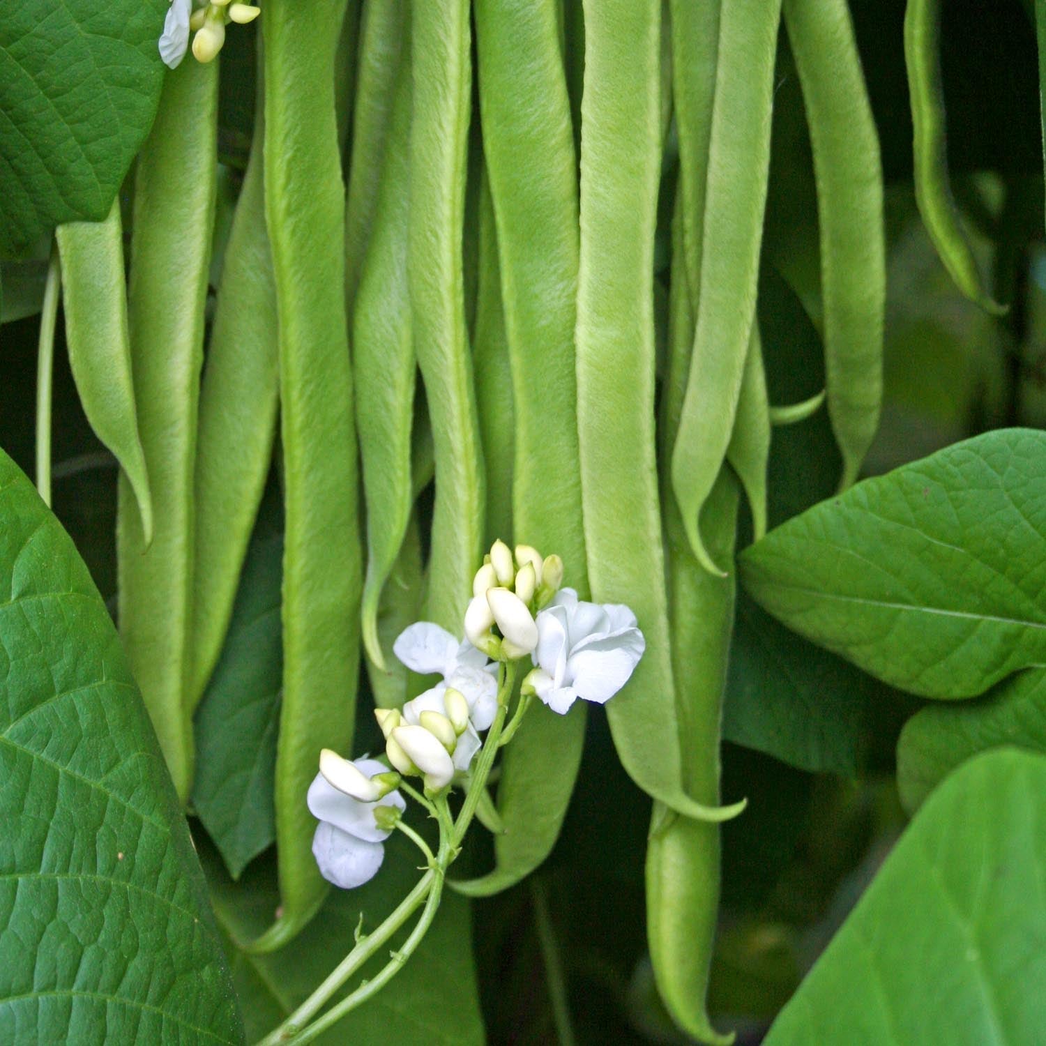 Stardust Runner Beans | 12 x Pro Grower Plugs | Green
