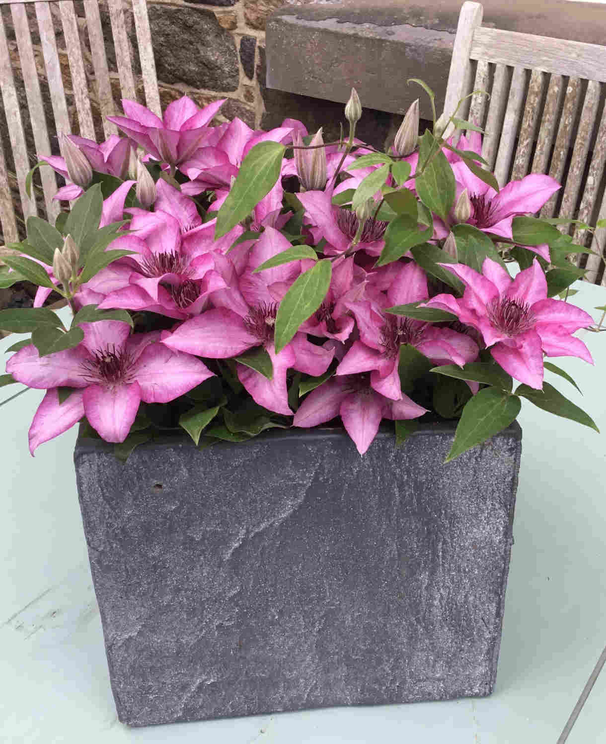 Clematis Elodi - 'window Box Clematis' Non Climbling Compact Variety -10.5cm | Set-of-1 | Pink