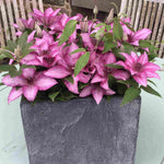 Clematis Elodi - 'window Box Clematis' Non Climbling Compact Variety -10.5cm | Set-of-3 | Pink