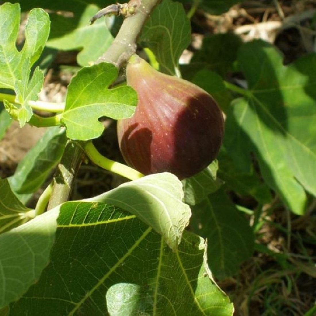 Fig Brown Turkey Ficus Carica Tree Fruit Plant In A 2 Litre Pot