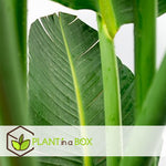 Giant Bird Of Paradise - Strelitzia Nicolai - Height 55-70cm - ⌀17cm | Set of 1 | Green