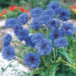 Cornflower Blue Diadem Seeds | 200 Seeds