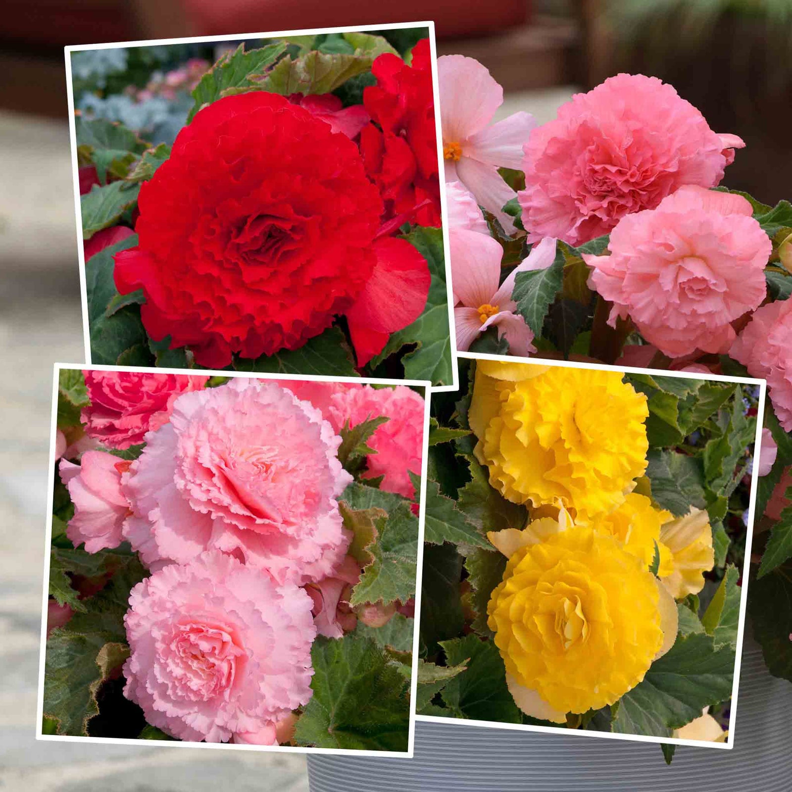 Begonia Upright Collection - In Red, Soft Pink And Yellow | 6 x Plug Plants | Multi