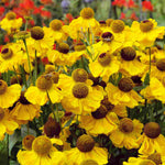 Helenium 'wesergold' - Plug Plants | 3 x Plug Plants | Yellow