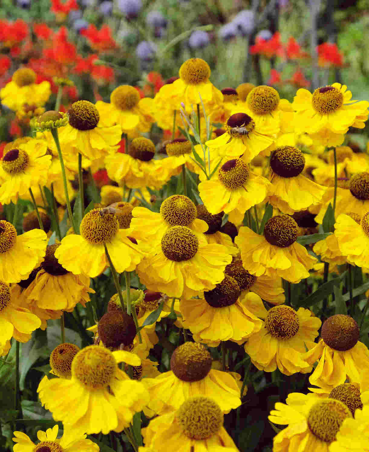 Helenium 'wesergold' - Plug Plants | 3 x Plug Plants | Yellow