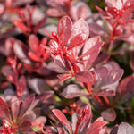 Berberis Thunbergii 'atropurpurea Nana' | 1 x 3L | Neon Orange
