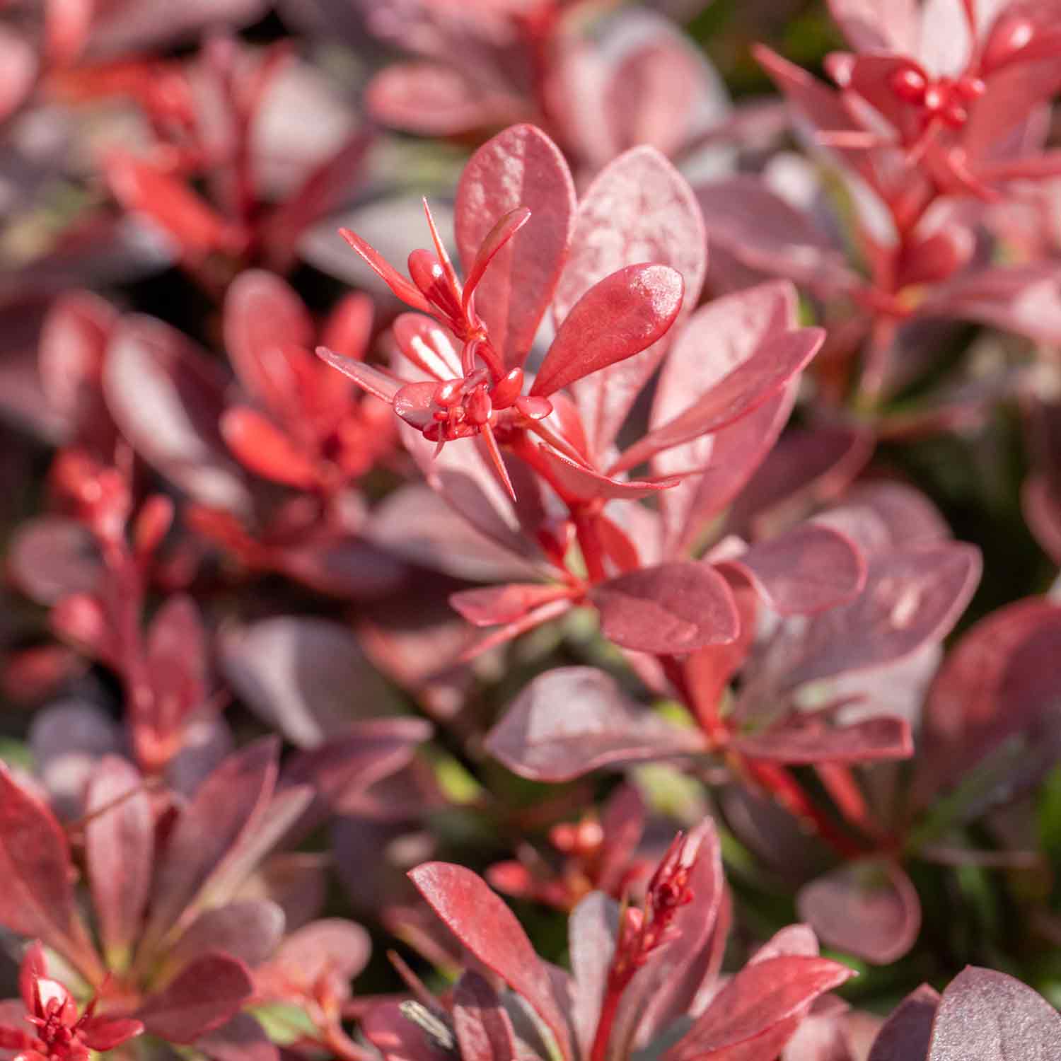 Berberis Thunbergii 'atropurpurea Nana' | 1 x 3L | Neon Orange