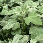 Lavatera x clementii 'Silver Barnsley'- 9cm pot | 1 x 9cm | Classic White