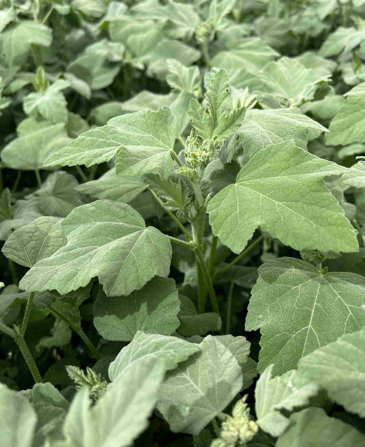 Lavatera x clementii 'Silver Barnsley'- 9cm pot | 1 x 9cm | Classic White