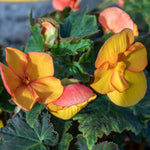 Begonia Tuber 'cascade Sunray' Tubers | 5 x Bulbs | Yellow