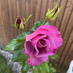 Rosa 'my Lovely Dad' - Bare Root Plants | 3 x Bare Root | Purple