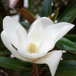 Magnolia Grandiflora 'alta' Narrow Evergreen | 1 x 3L