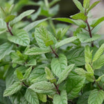 Mint 'peppermint' Plant | 3 x Plug Plants | Green