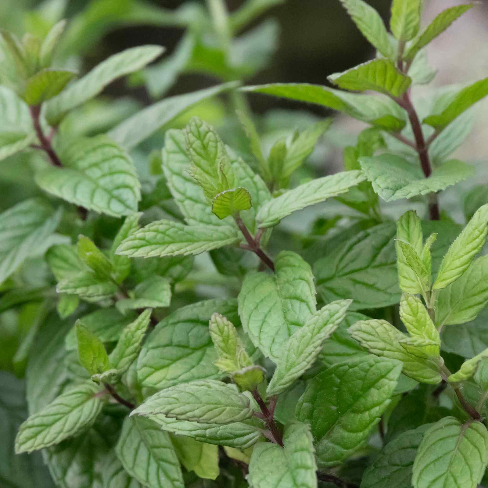 Mint 'peppermint' Plant | 1 x 1L | Green