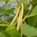 French Bean Summer Medley Mix - 36 Garden-ready Plugs | 36 x Garden Ready Plants | Green