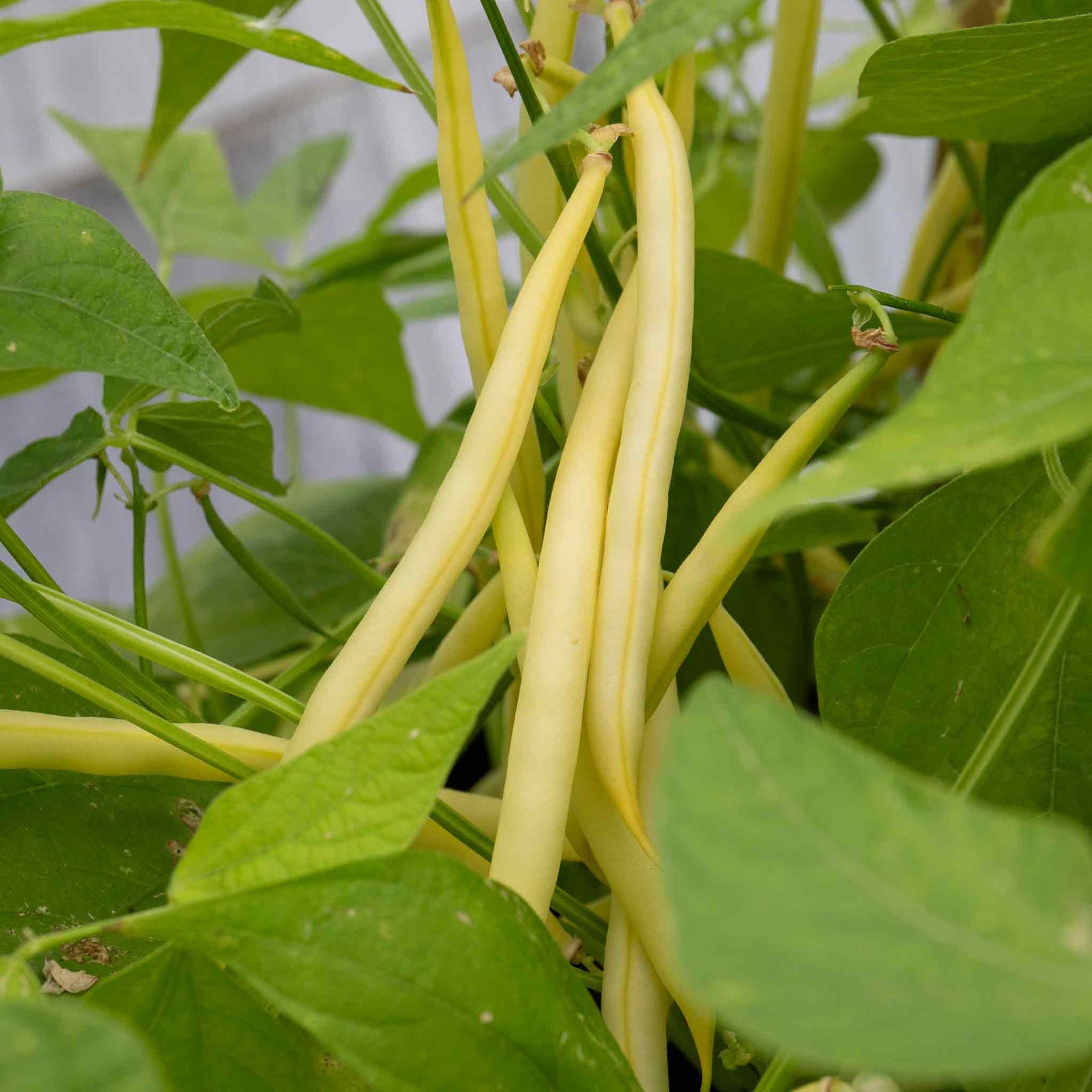 French Bean Summer Medley Mix - 36 Garden-ready Plugs | 36 x Garden Ready Plants | Green