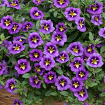 Calibrachoa 'caberet Special Bumble Bee Blue' Trailing Plug Plant | 12 x Plug Plants | Blue