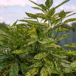 Aucuba Japonica 'golden Girl' Compact Shade-tolerant Evergreen Plant | 1 x 9cm | Lime Green