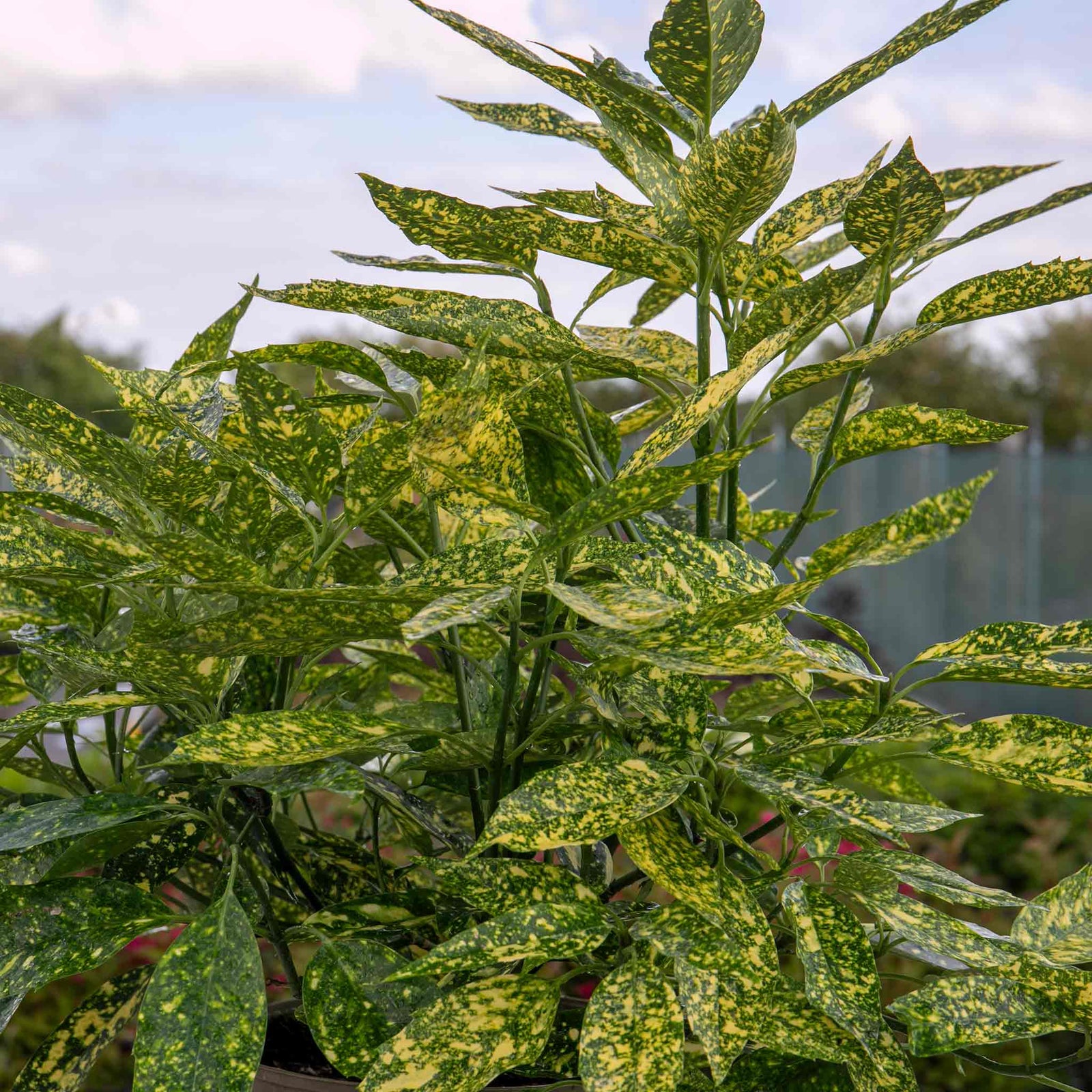 Aucuba Japonica 'golden Girl' Compact Shade-tolerant Evergreen Plant | 1 x 9cm | Lime Green