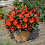 Busy Lizzie 'clockwork' Plant Collection - 6 Or 12 Plug Plants | 12 x Plug Plants | Pink