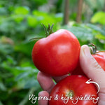 Grafted Cordon Tomato 'rondobella' - Late Blight Tolerant Large Red Salad Tomato 7cm Plant | 1 x 7cm
