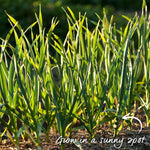Pre-rooted Garlic 'mersley Wight' Softneck, Isle Of Wight, Pre-rooted Cloves | Set of 12 | Multi