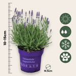 Lavender - Lavandula Angustifolia - Height 10-15cm - ⌀10,5cm | Set of 12 | Purple