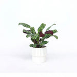 Never Never Plant - Ctenanthe 'burle-marxii' - Height 25-40cm - ⌀12cm | Set-of-1 | Green